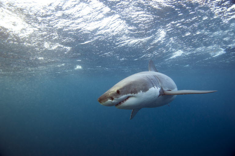 Whale carcass sparks shark tagging spree