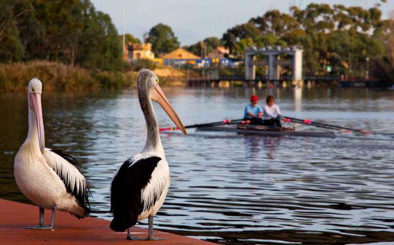 Game on for South Australians