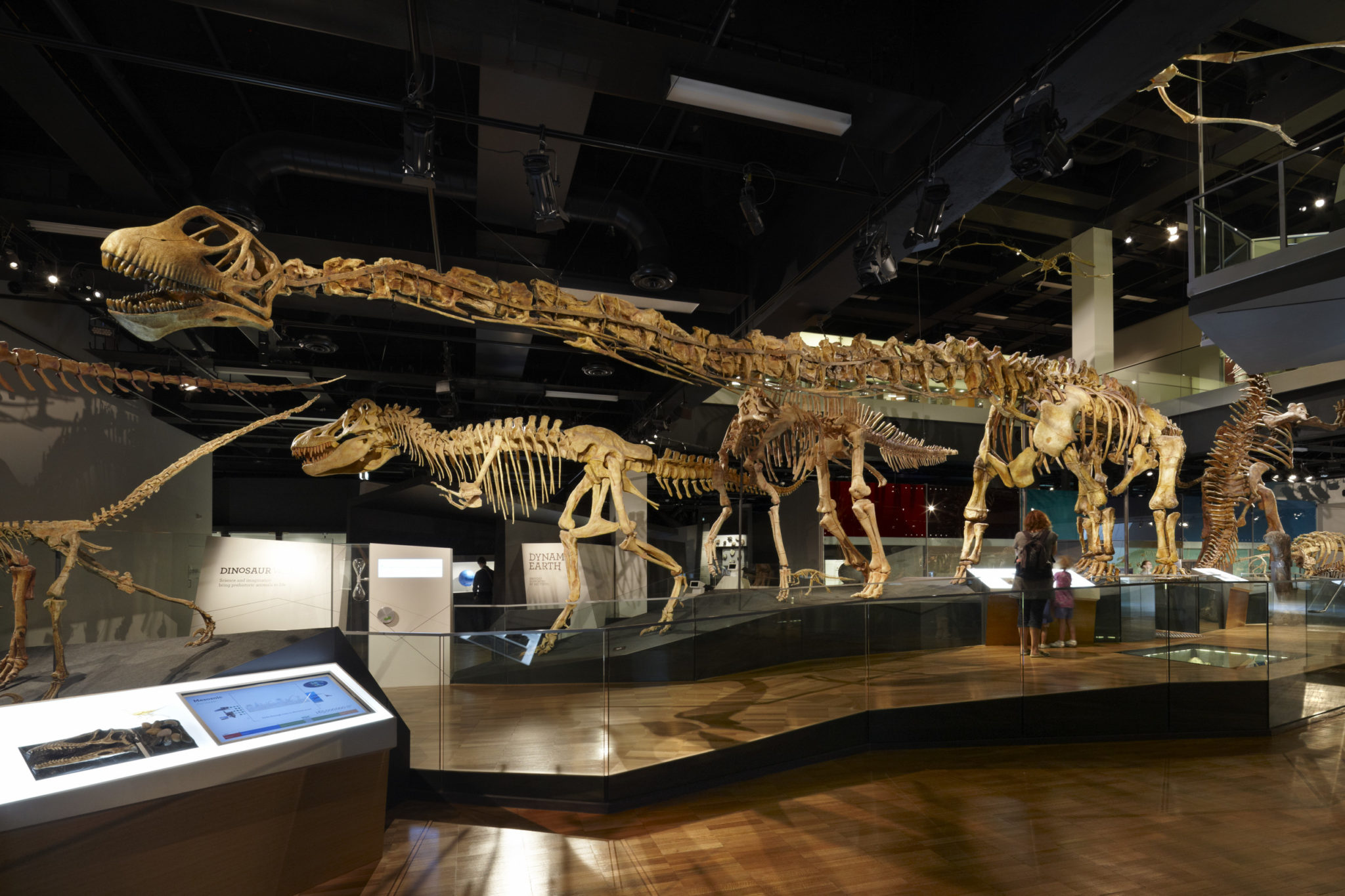 динозавры в музее