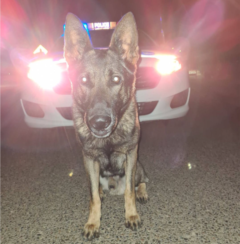 PD Alpha puts bite on country crime