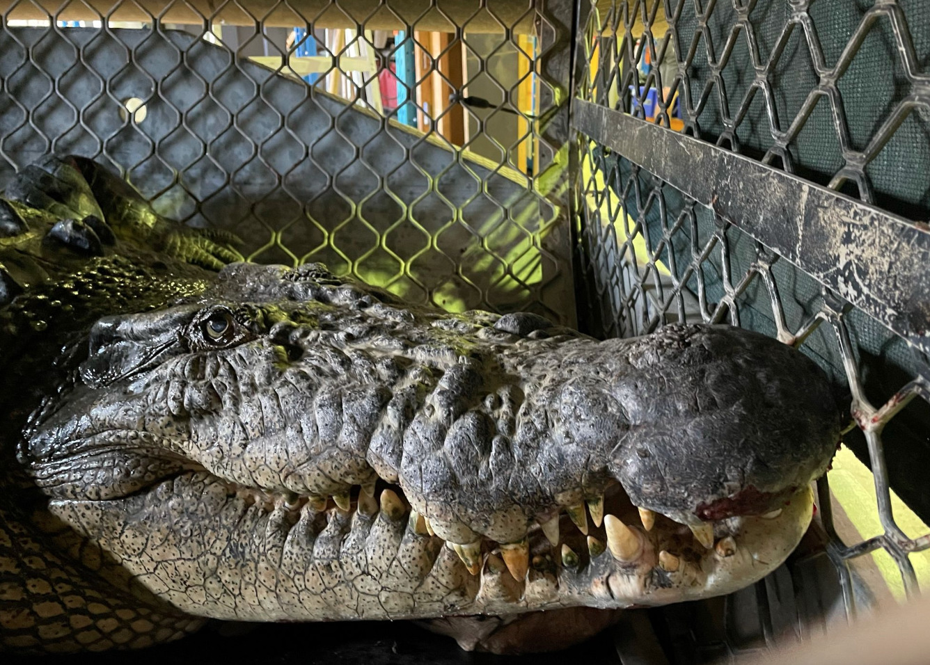 4.3m croc captured near Port Douglas - Australian Seniors News