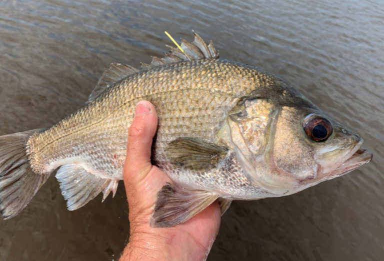 $10,000 Golden Tag fish keeps on swimming