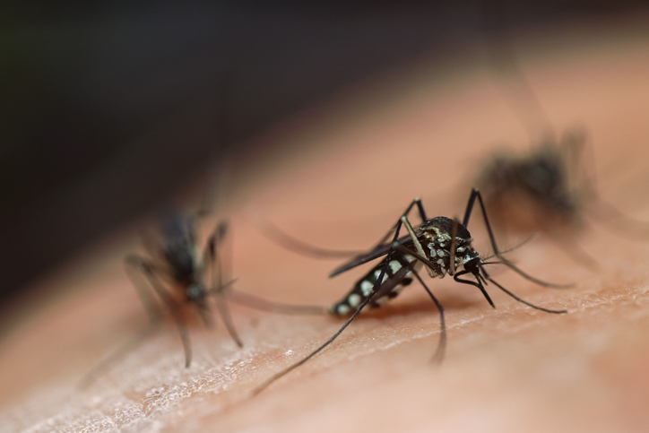 Victorialılar için sivrisinek uyarısı – Avustralya Kıdemli Haberleri
