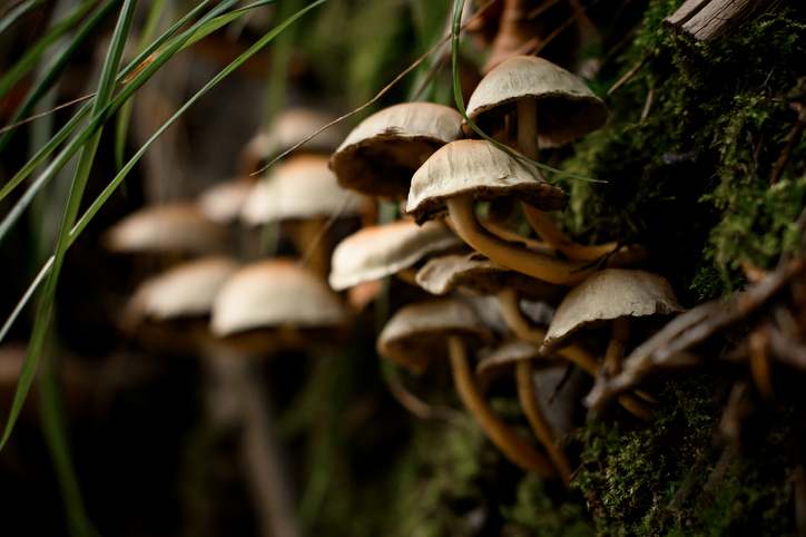 Police Investigate Suspected Mushroom Poisoning Deaths Australian Seniors News 9695